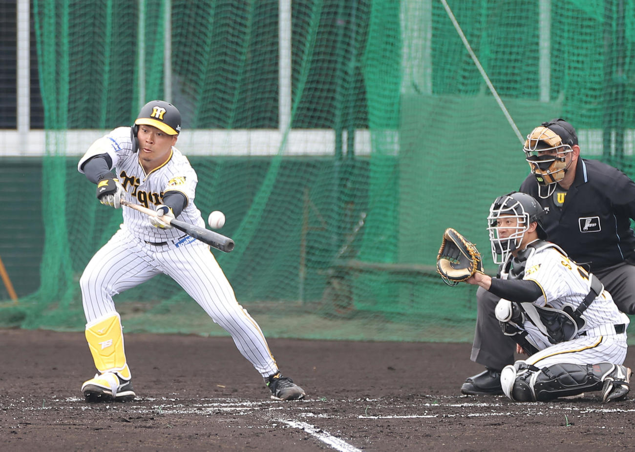 ケース打撃練習でバントを試みる佐藤輝（撮影・上山淳一）