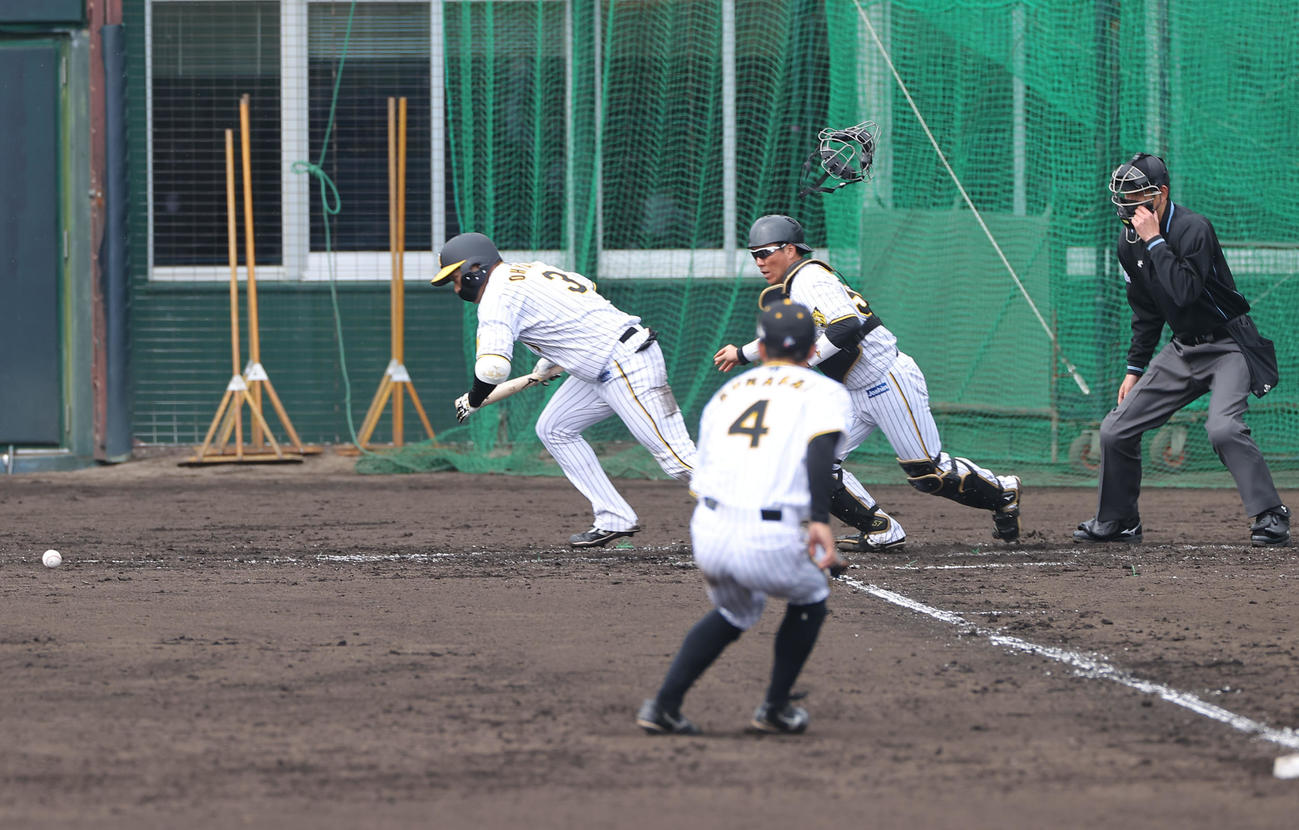 ケース打撃練習一、二塁、大山は一塁線にバントを決める（撮影・上山淳一）