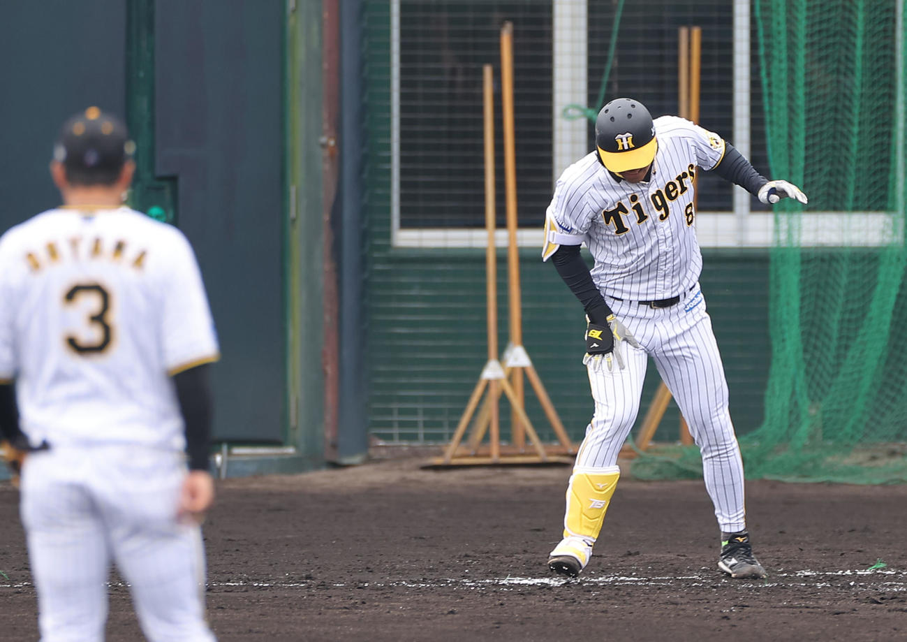 ケース打撃練習一、三塁の場面で渡辺から死球をうける佐藤輝（撮影・上山淳一）