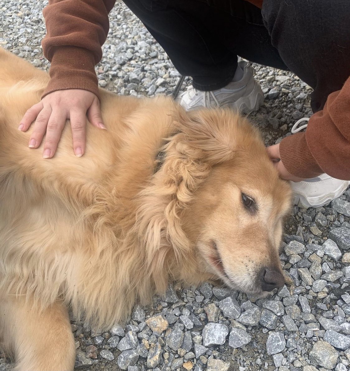 阪神キャンプ地の沖縄・宜野座村野球場付近で保護された大型の迷子犬（パーラーぎのざ提供）