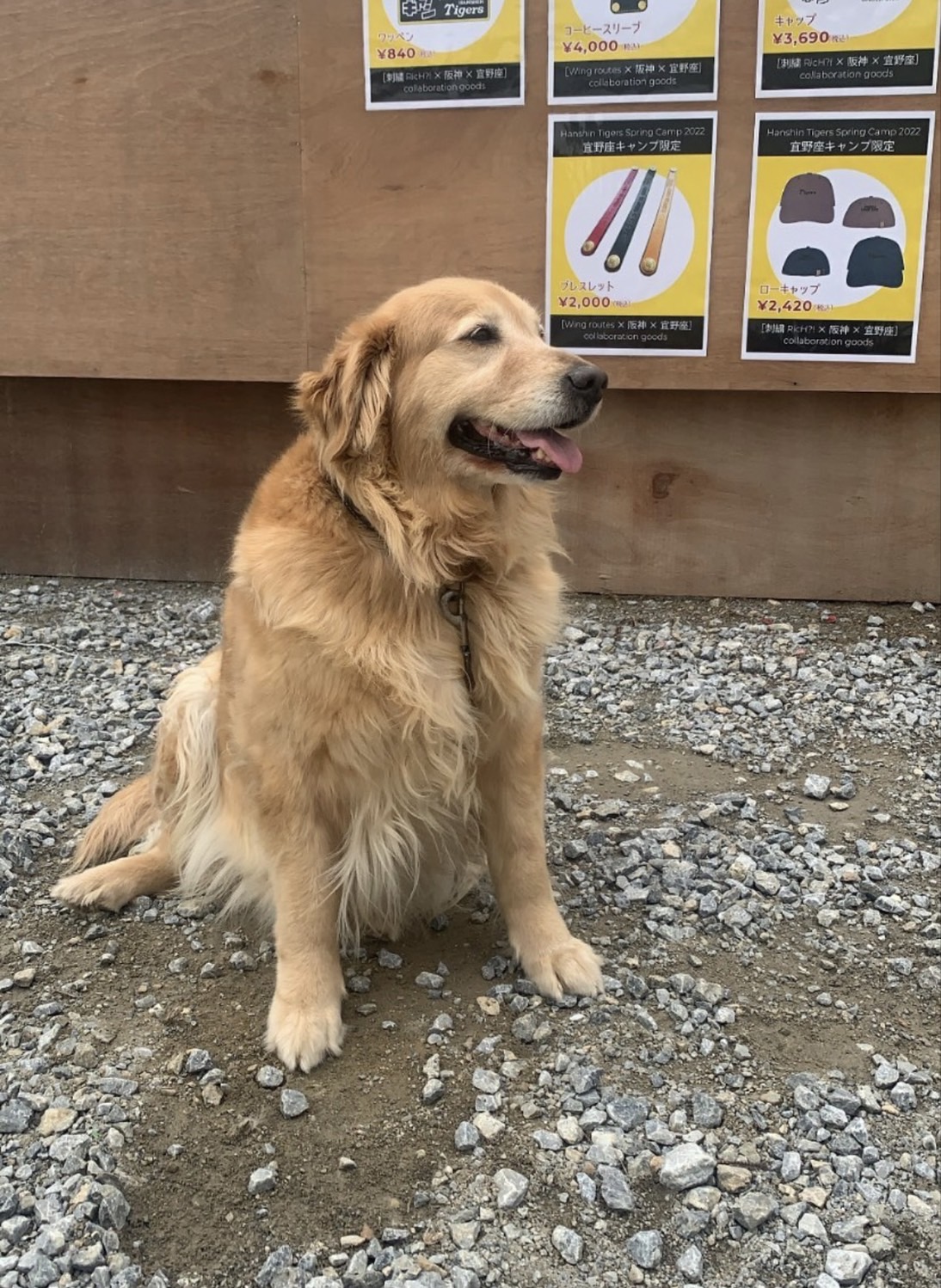 阪神キャンプ地の沖縄・宜野座村野球場付近で保護された大型の迷子犬（パーラーぎのざ提供）