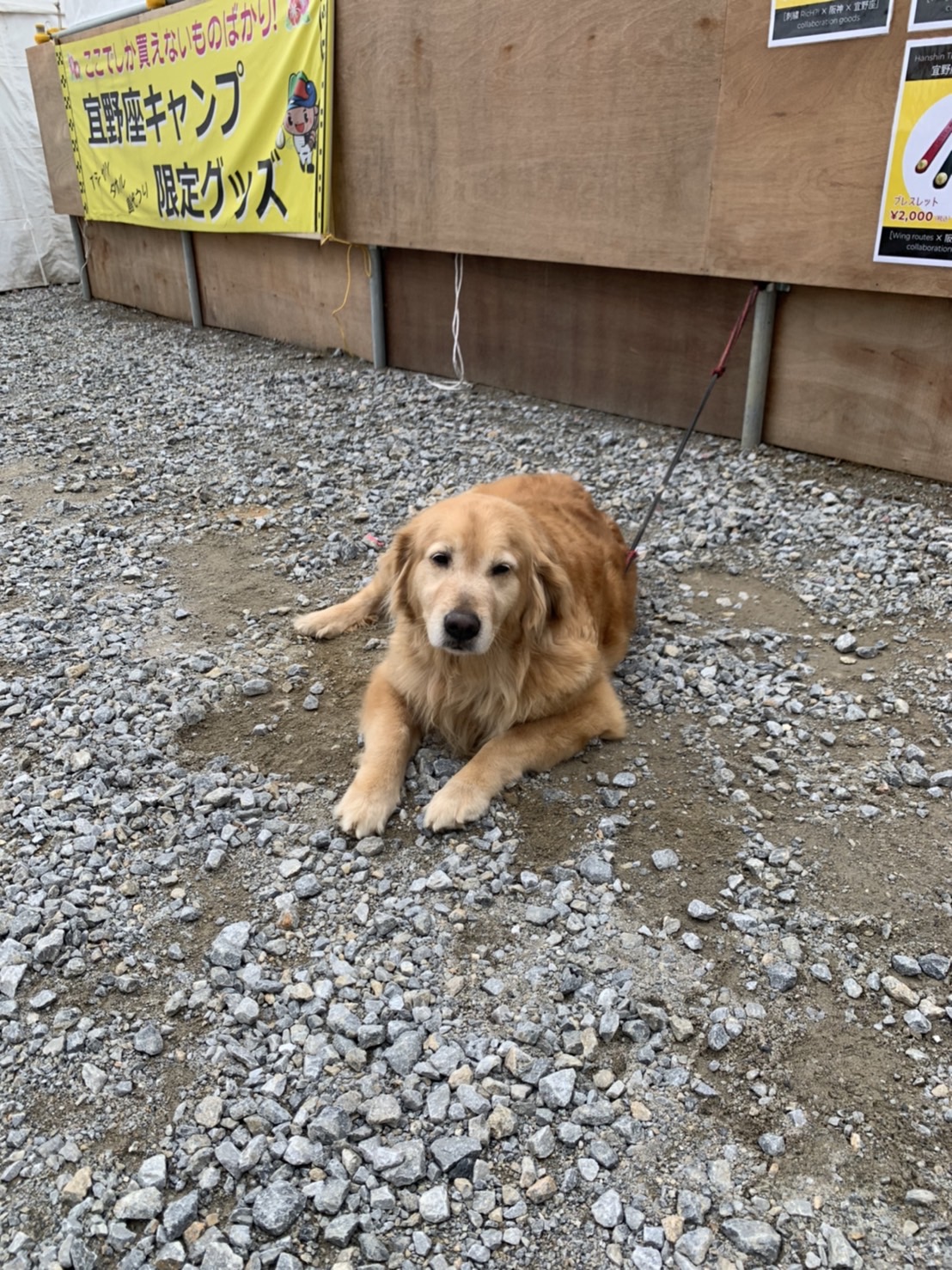阪神キャンプ地の沖縄・宜野座村野球場付近で保護された大型の迷子犬（パーラーぎのざ提供）