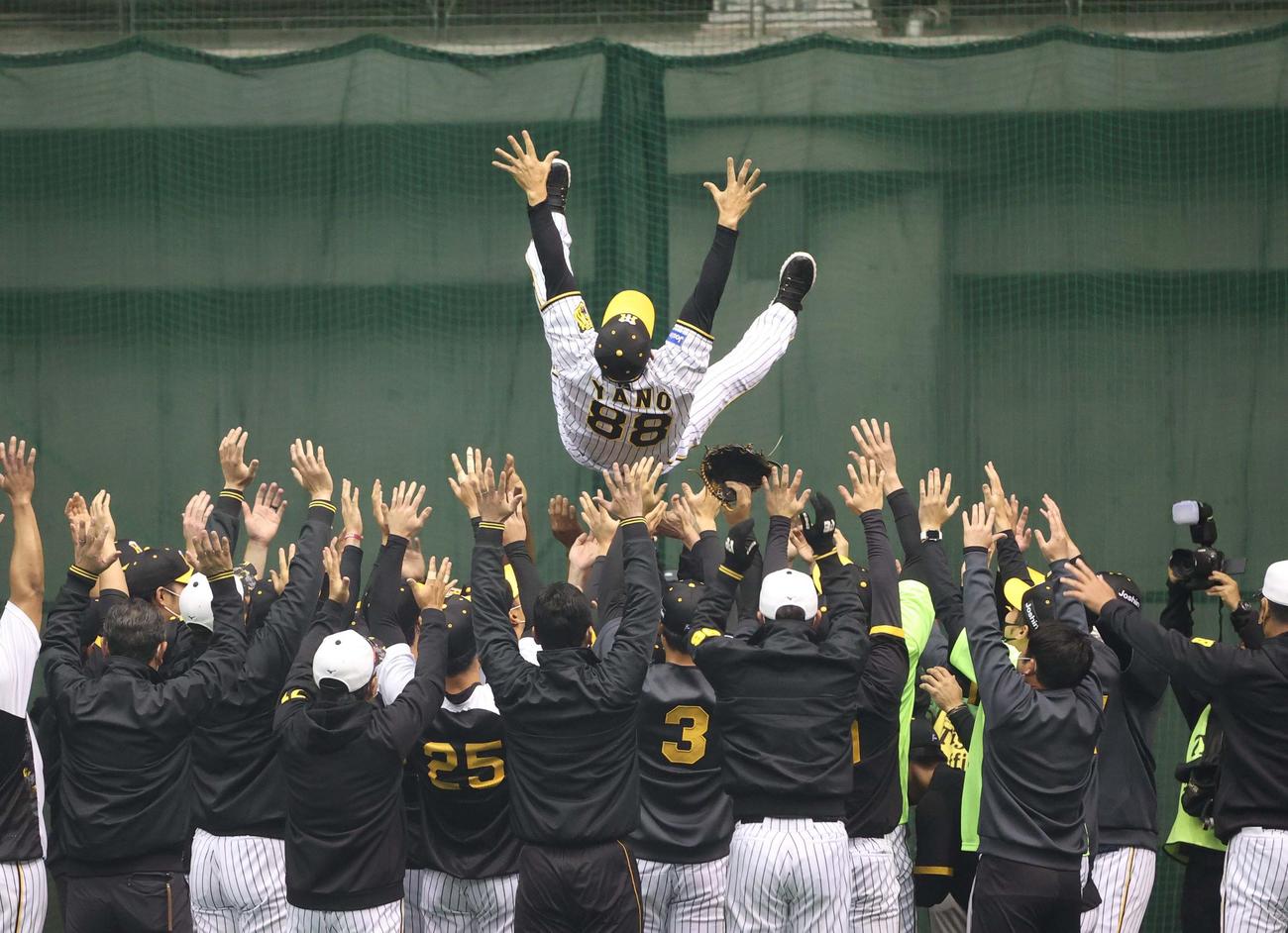 1日主将の糸井と西勇の提案でナインに胴上げされる阪神矢野監督（撮影・上田博志）