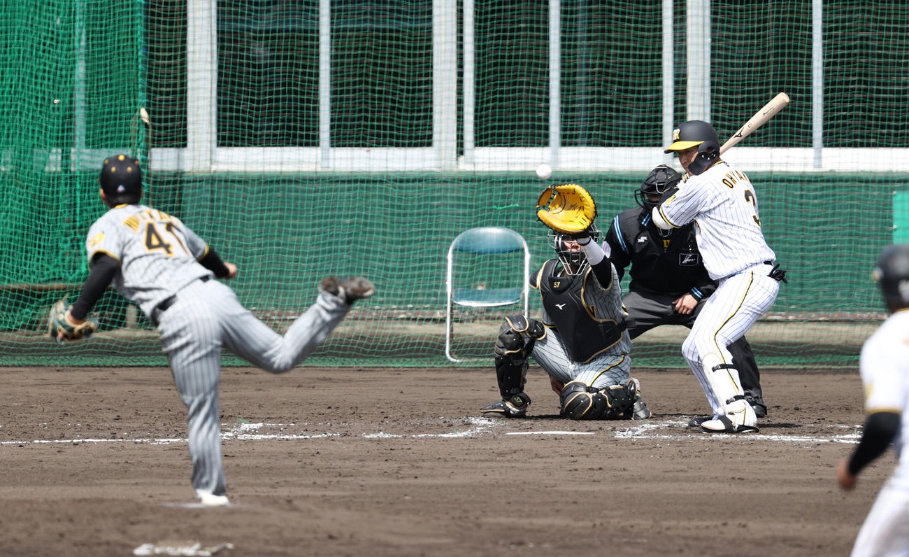 紅白戦　3回裏白組1死二塁、四球を選んで出塁する大山（撮影・加藤哉）