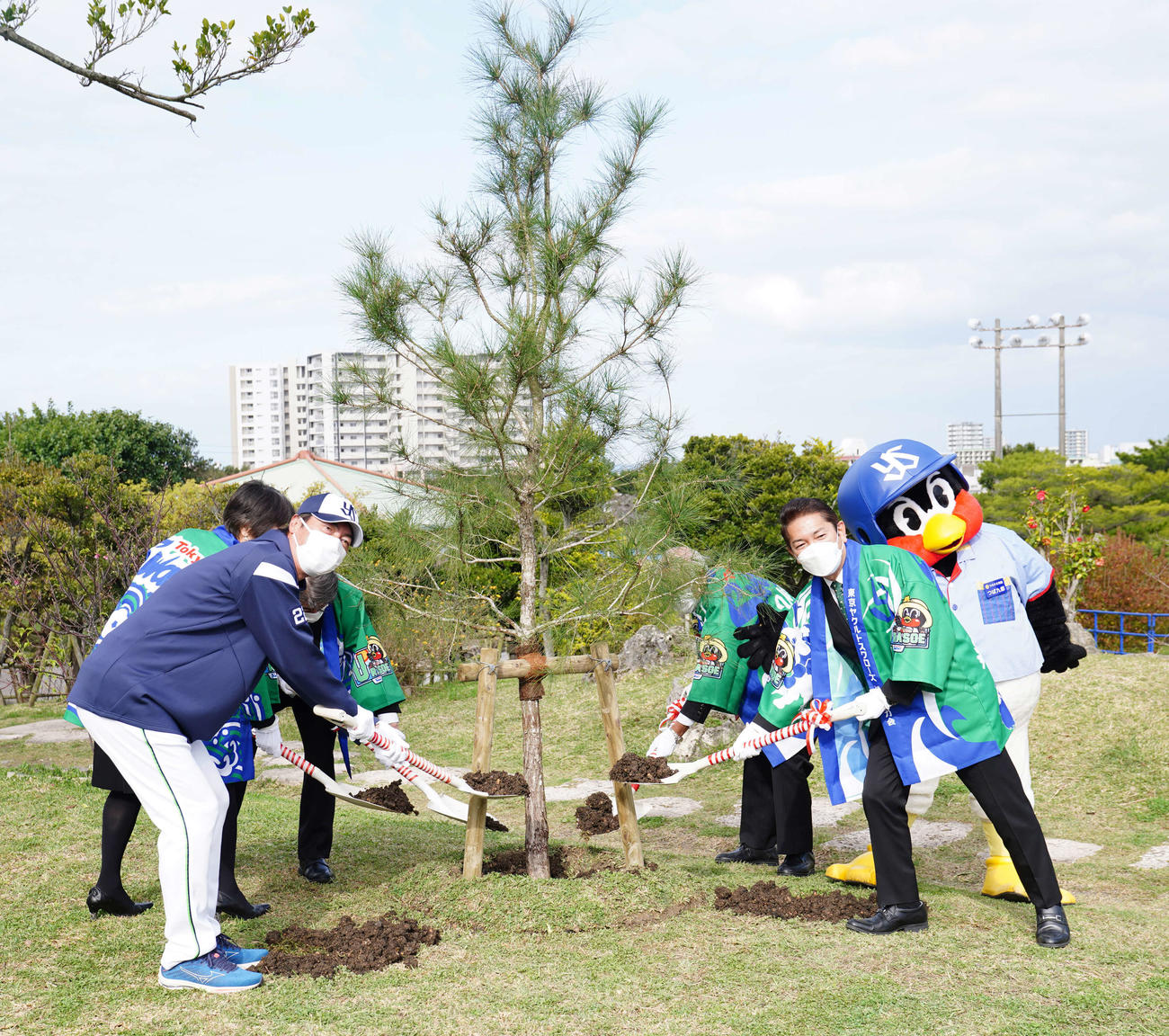 ヤクルトの日本一を記念して、リュウキュウマツを植樹する高津監督（左手前）ら（撮影・江口和貴）