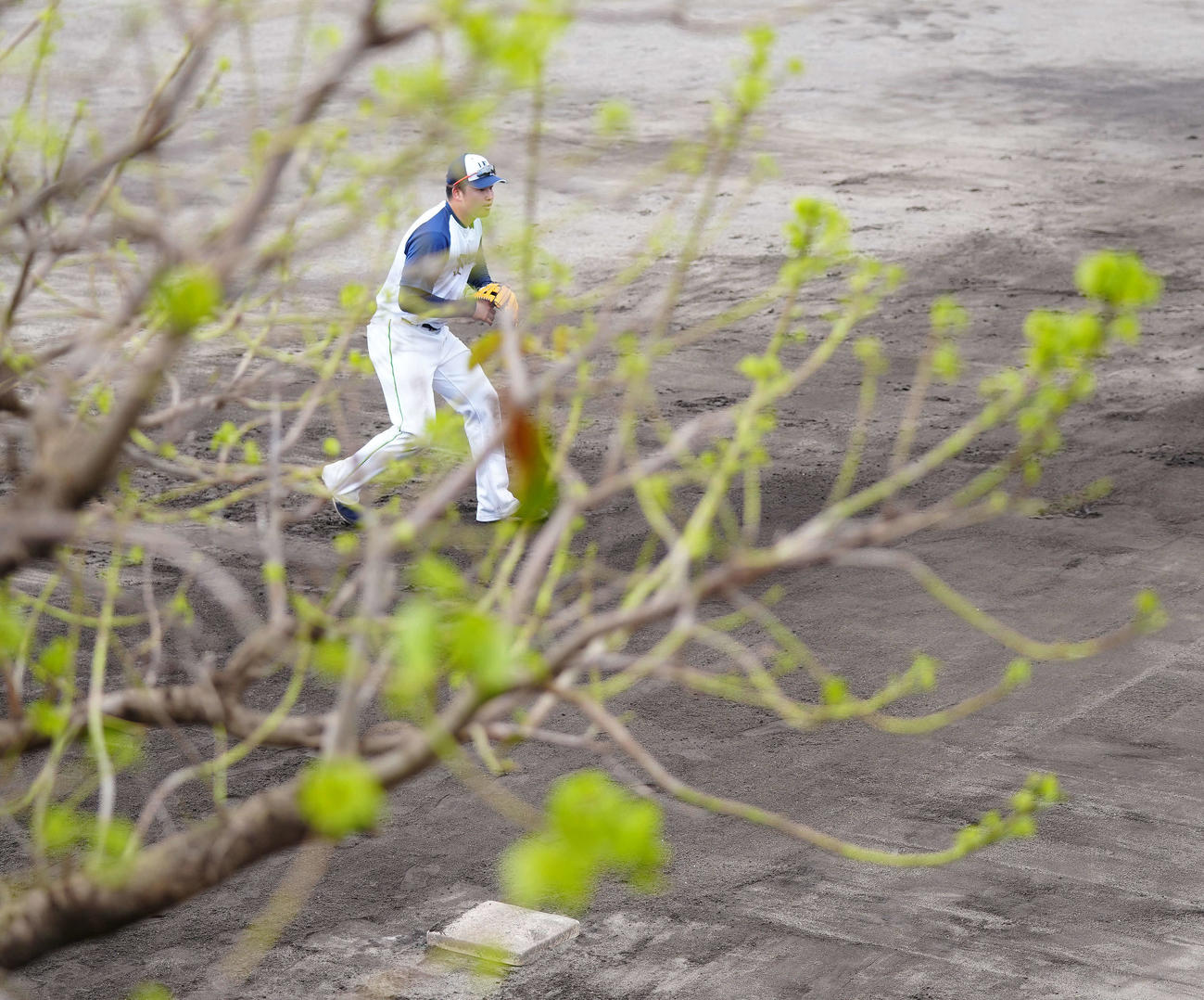 守備練習でノックを受けるヤクルト村上（撮影・江口和貴）