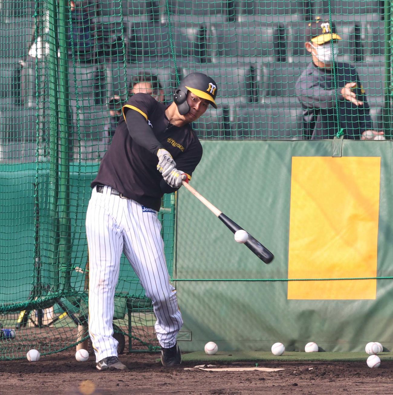 甲子園球場でフリー打撃練習をする佐藤輝（撮影・上田博志）