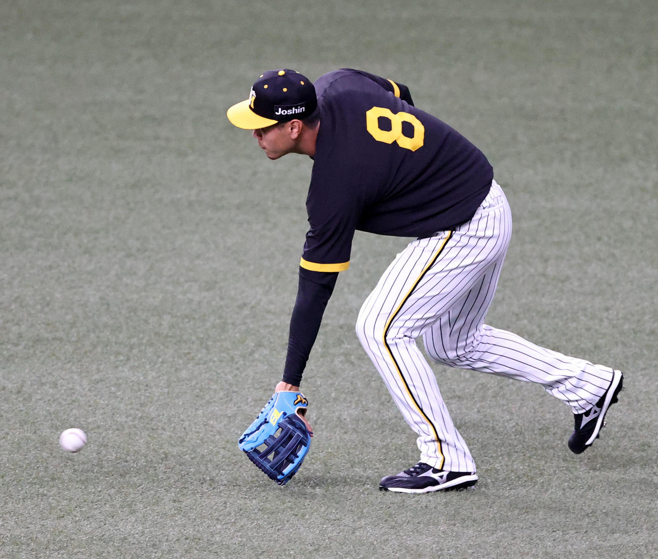 阪神対オリックス　青いグラブで守備練習する佐藤輝（撮影・加藤哉）