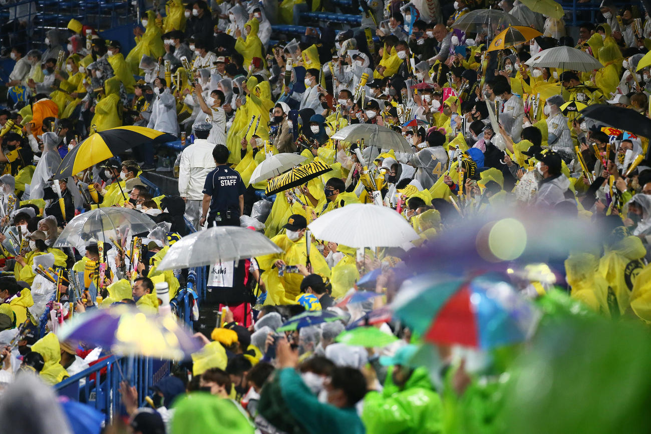 ヤクルト対阪神東京音頭に合わせトラ模様のかさを振り盛り上がる阪神ファン（撮影・足立雅史）