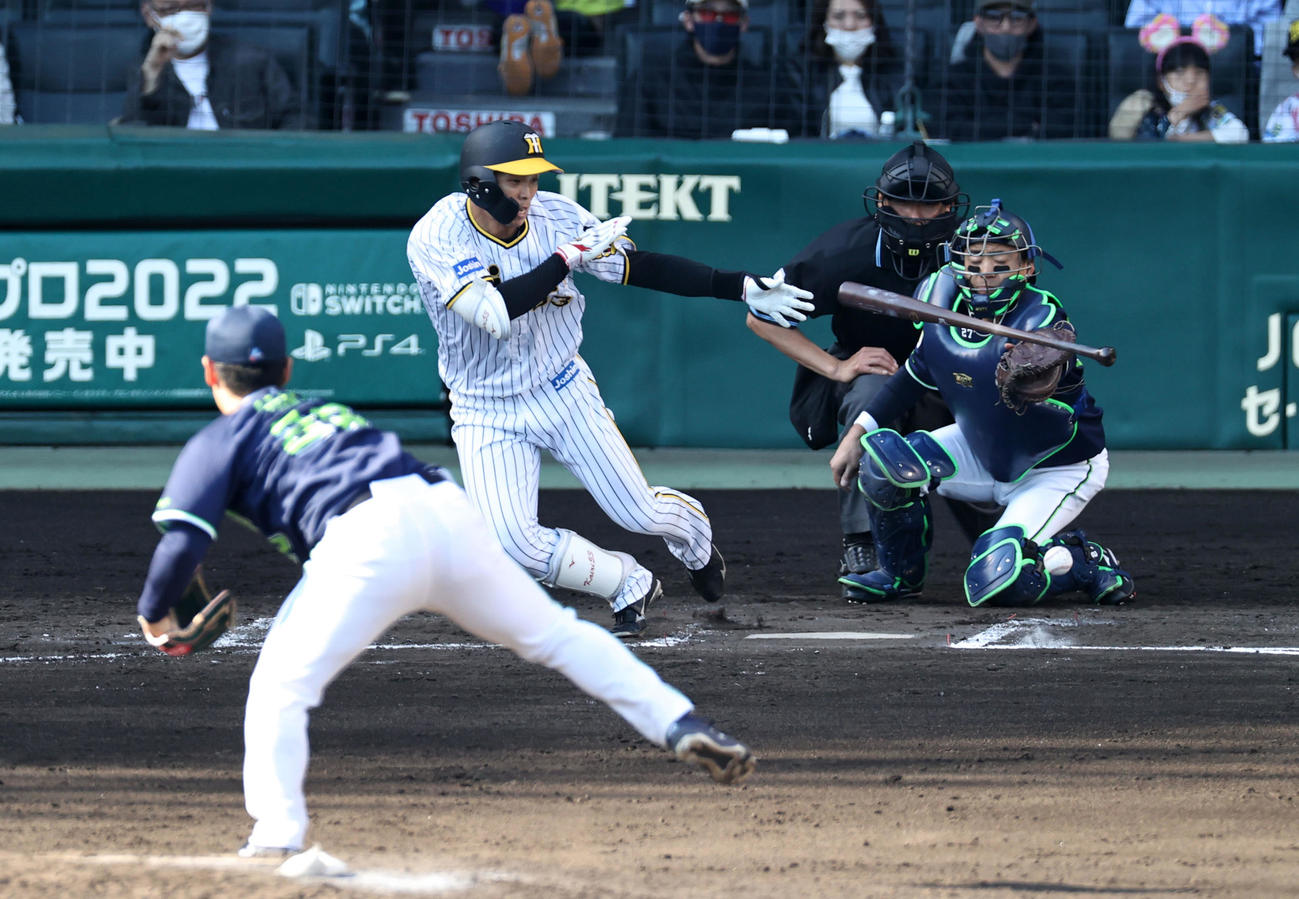 阪神対ヤクルト　8回裏阪神無死、島田はセーフティーバントを決める。投手は小川（撮影・加藤哉）