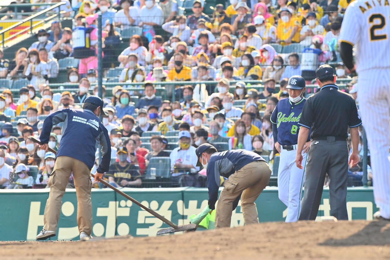 阪神対ヤクルト　6回表ヤクルト無死一塁、一塁ベース付近に土を入れるグラウンド整備員（撮影・和賀正仁）