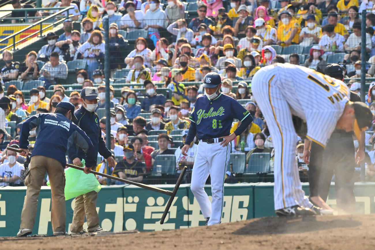 阪神対ヤクルト　6回表ヤクルト無死一塁、一塁ベース付近に土を入れるグラウンド整備員（撮影・和賀正仁）