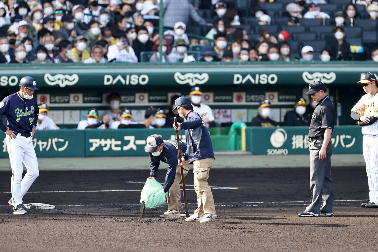 阪神対ヤクルト　6回表ヤクルト無死一塁、佐藤コーチ（左）の指示した場所へ土を入れる阪神園芸の職員たち（撮影・加藤哉）