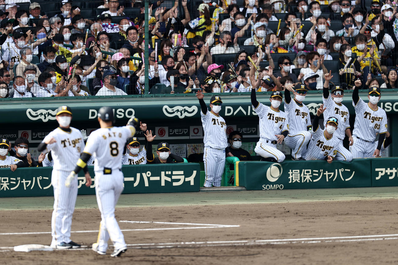 阪神対ヤクルト　3回裏阪神1死一、二塁、佐藤輝の中前適時打でガッツポーズを見せるベンチのナインたち（撮影・加藤哉）