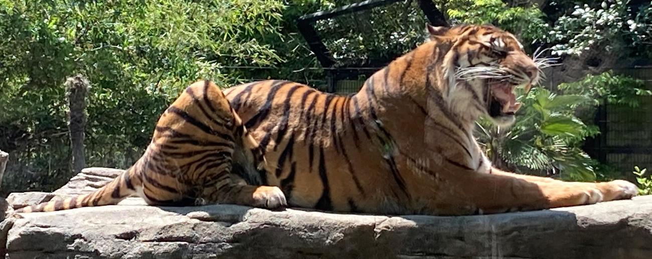八木山動物公園にいるスマトラトラのダマイ（撮影・古川真弥）