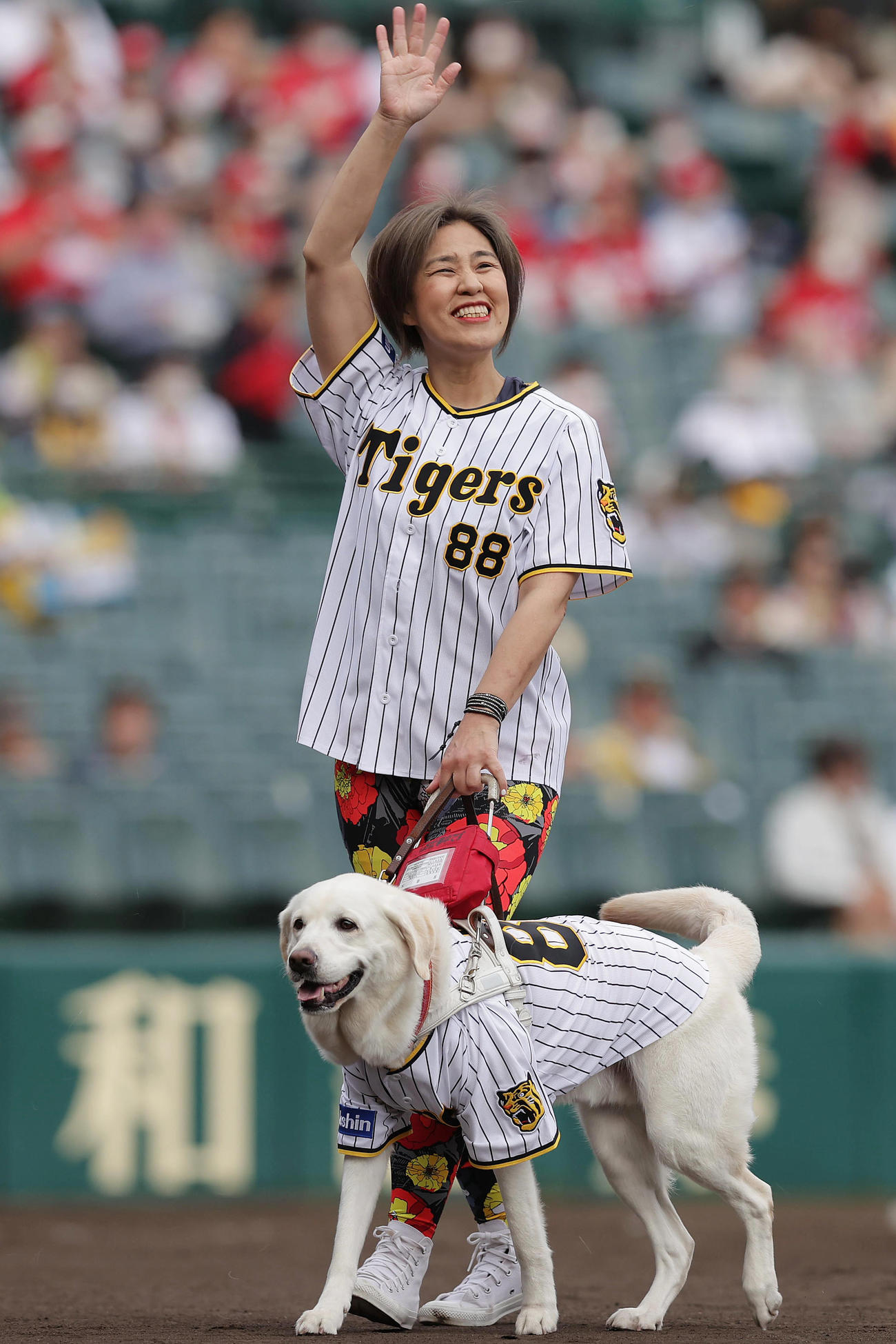 阪神対広島　ファーストピッチセレモニーを行い、観客に手を振る浅井純子さんと盲導犬のヴィヴィッド（撮影・前田充）