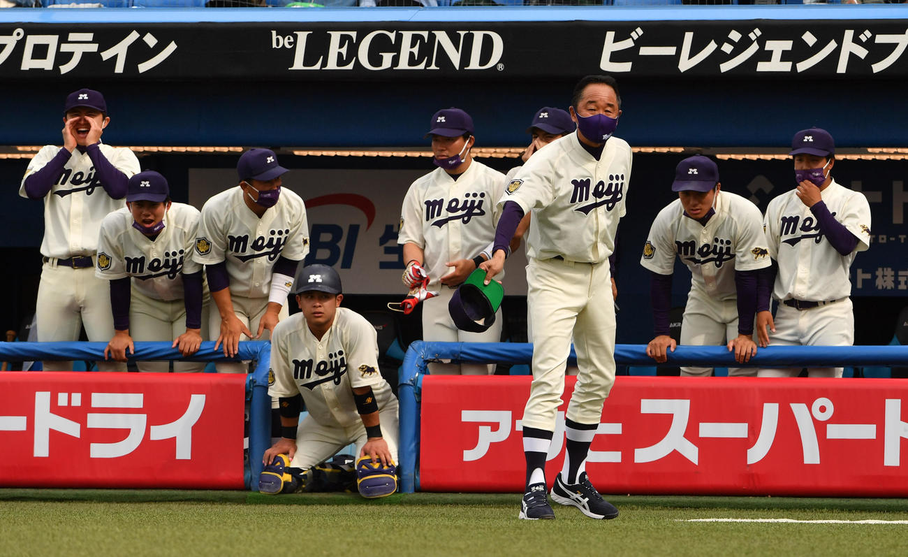 慶大対明大　最後の攻撃で声援を送る明大ナイン、中央は田中監督（撮影・柴田隆二）
