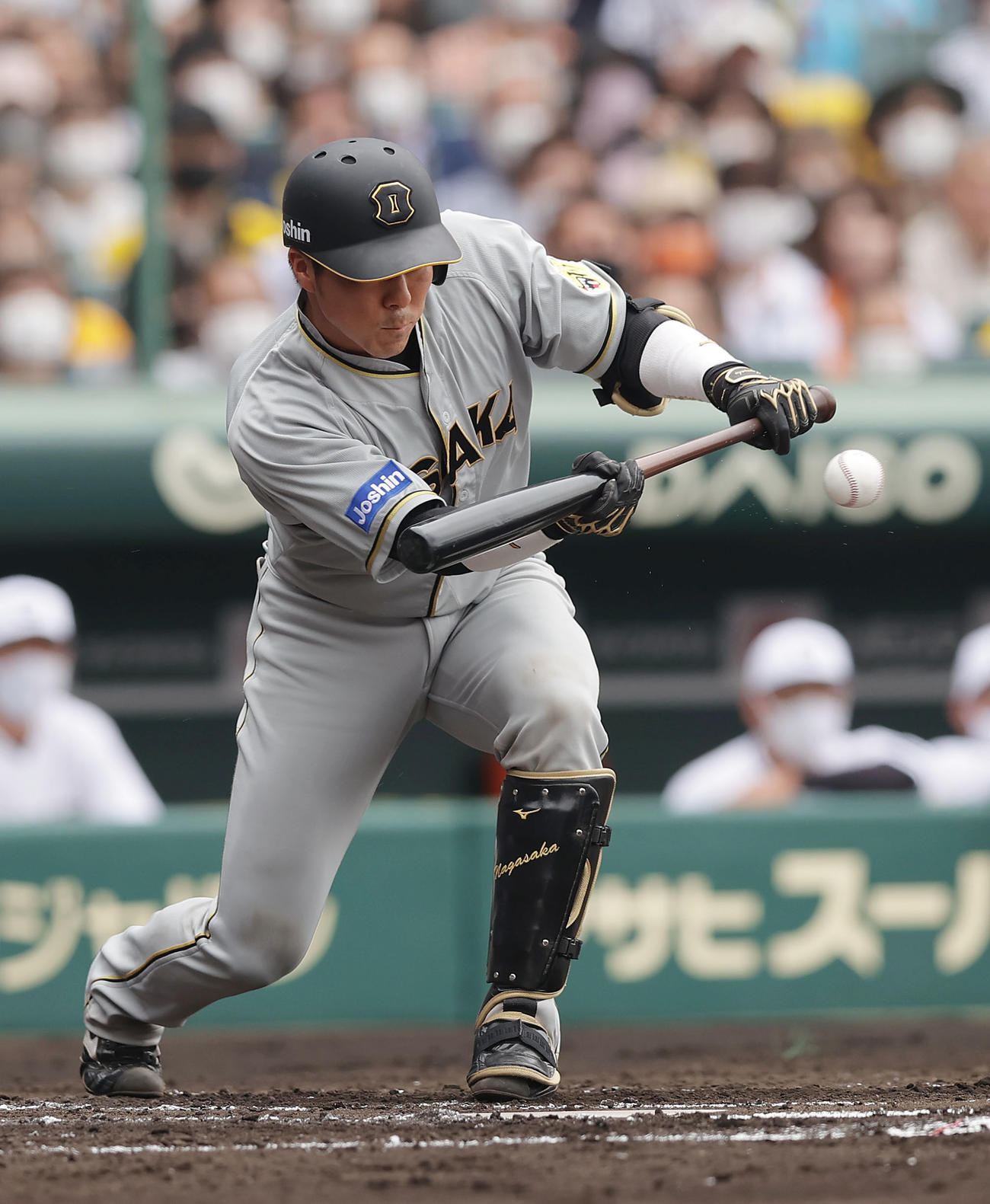 阪神対巨人　2回裏阪神無死一、三塁、スクイズを決める長坂（撮影・前田充）