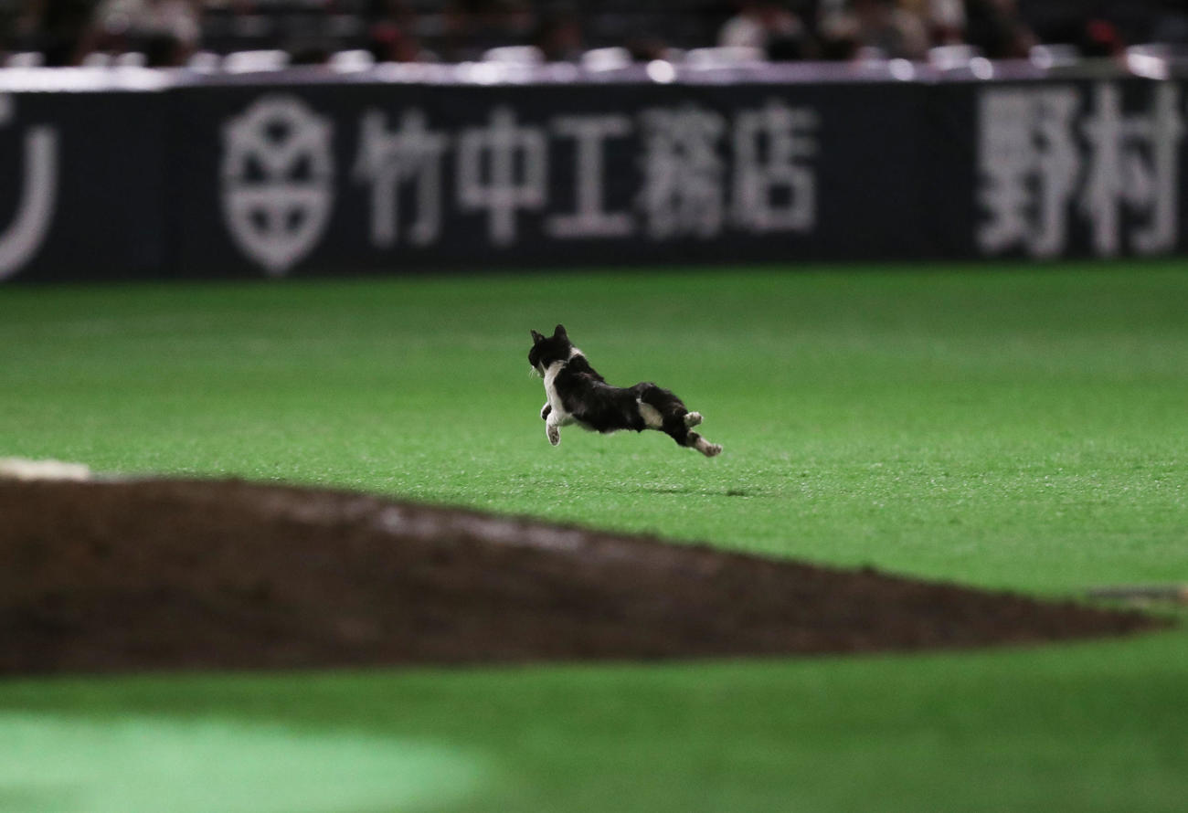 ソフトバンク対広島　ヒーローインタビュー中に球場内に乱入した猫（撮影・屋方直哉）