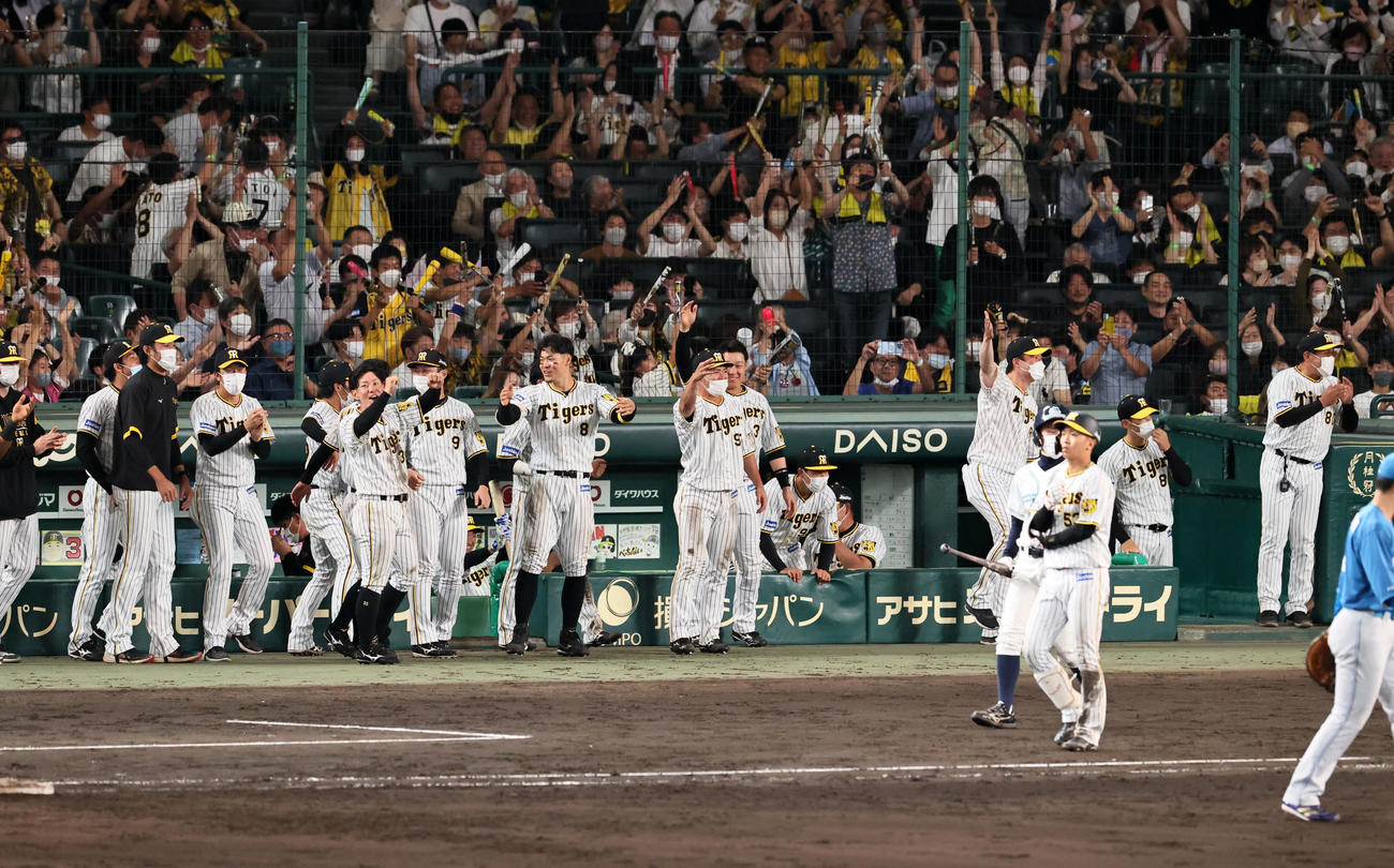 阪神対日本ハム　8回裏阪神1死満塁、島田の勝ち越し押し出し四球に歓喜する阪神ナイン（撮影・加藤哉）