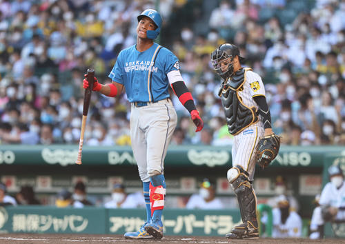 阪神対日本ハム　7回表日本ハム無死、万波中正は見逃し三振に終わり悔しがる（撮影・上山淳一）