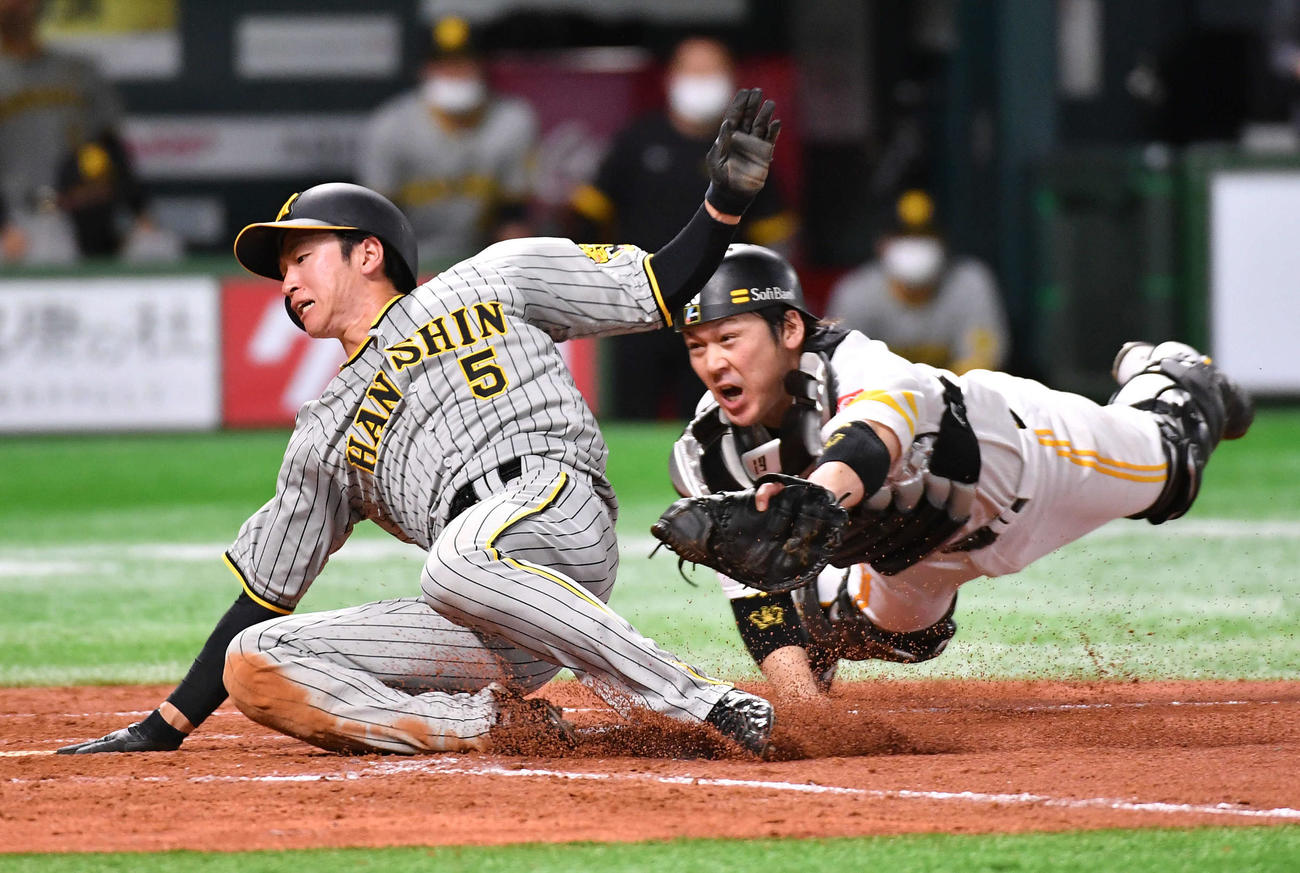 ソフトバンク対阪神　4回表阪神2死一、二塁、糸原の右前安打で二塁から生還を狙うも本塁でタッチアウトとなった近本、右は甲斐（撮影・岩下翔太）