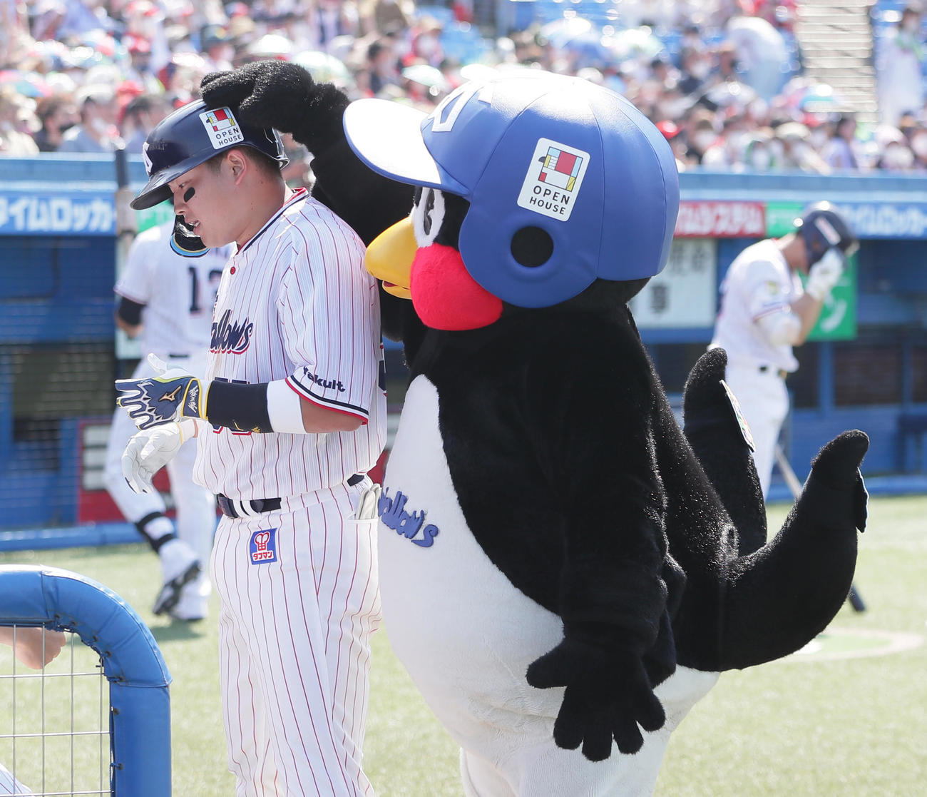 ヤクルト対広島　5回裏ヤクルト2死、2打席連続となる右越え本塁打を放ちつば九郎に頭をなでられる村上（撮影・足立雅史）