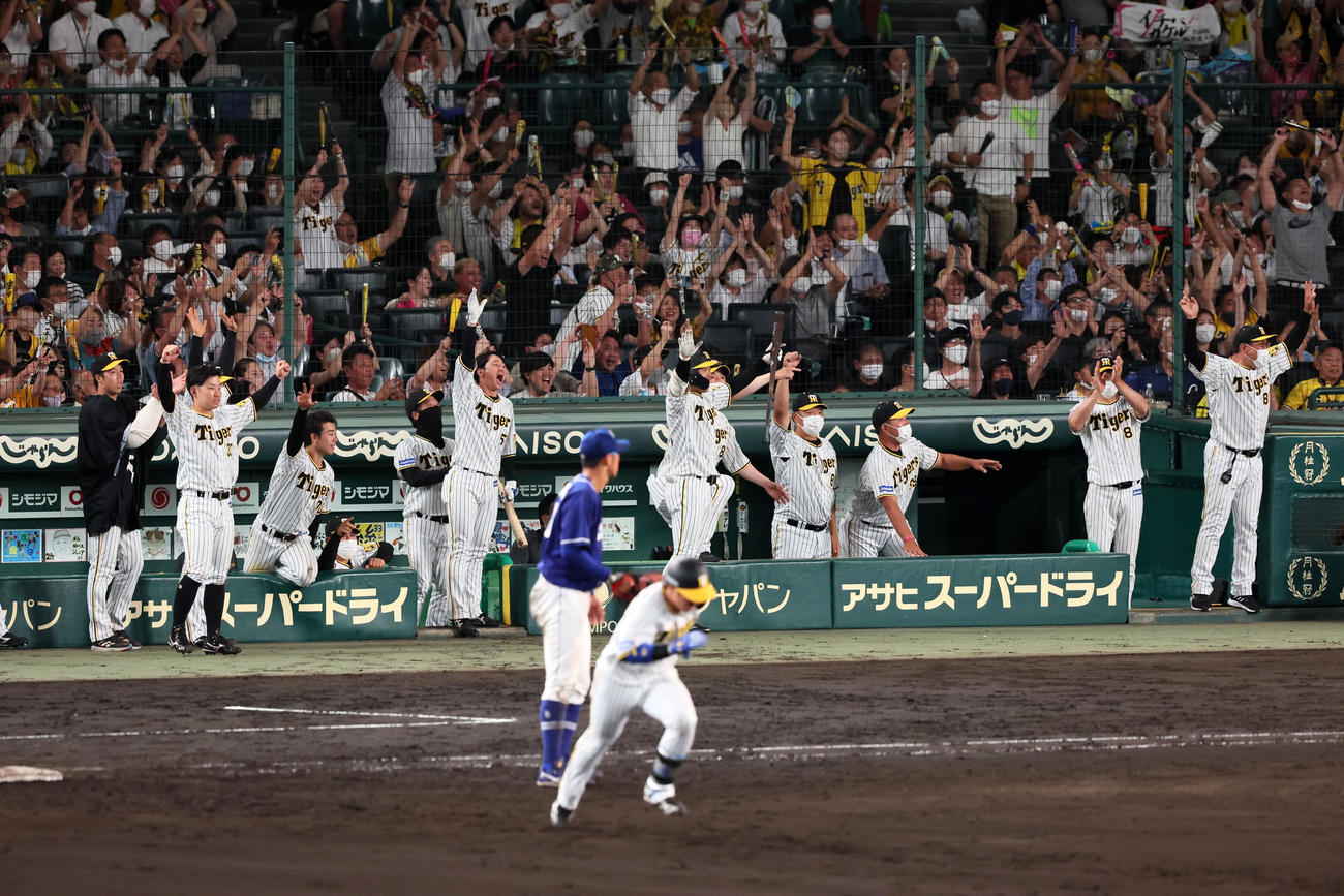 阪神対中日　8回裏阪神2死満塁、代打梅野の左前勝ち越し適時打に盛り上がる阪神ナイン（撮影・加藤哉）