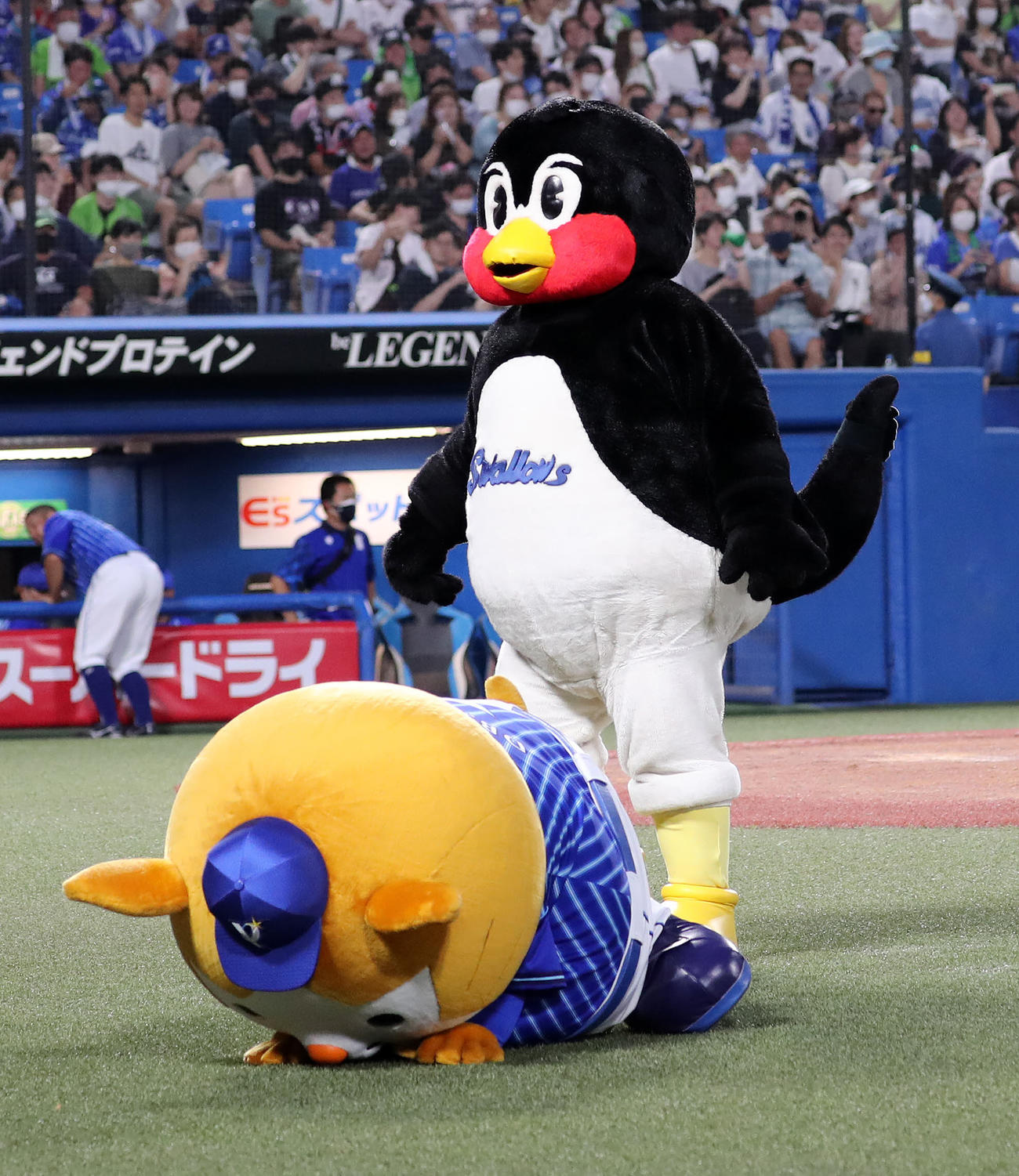 ヤクルト対DeNA DB.スターマン（下）にくるりんぱのヘルメットが当たり倒れる。右はつば九郎（撮影・鈴木正人）
