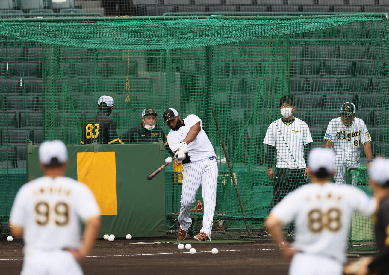 矢野監督（手前）が見守る中、フリー打撃する阪神ロドリゲス（2022年7月13日撮影）