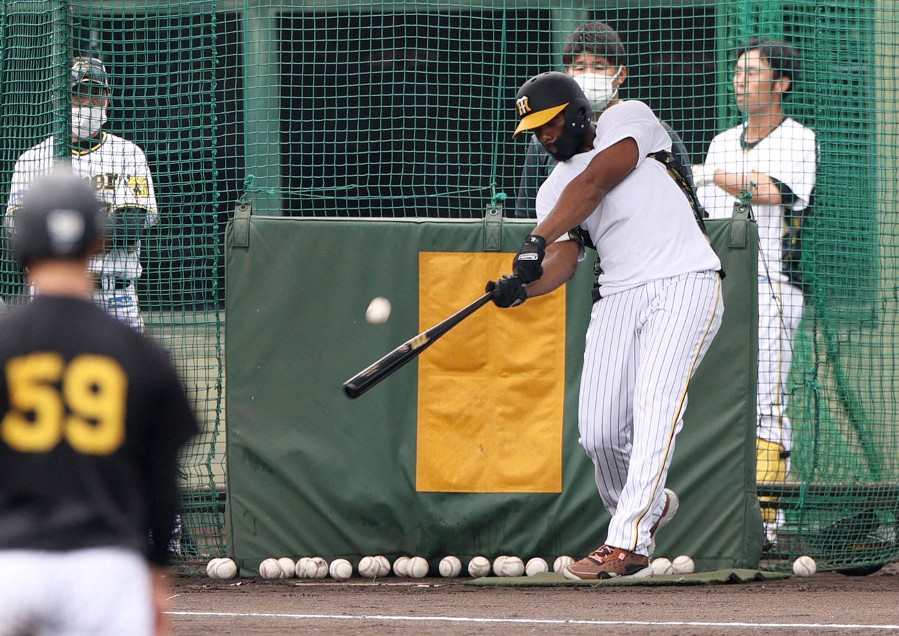 ウエスタン・リーグ阪神対中日　試合前の練習でフリー打撃する阪神ロドリゲス（撮影・上山淳一）