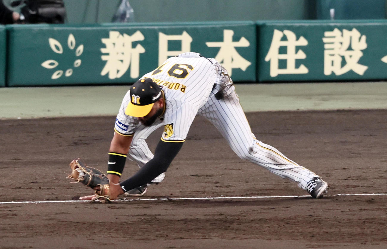 阪神対DeNA 4回表DeNA無死、ロドリゲスは桑原の打球を好捕し一ゴロとする（撮影・加藤哉）