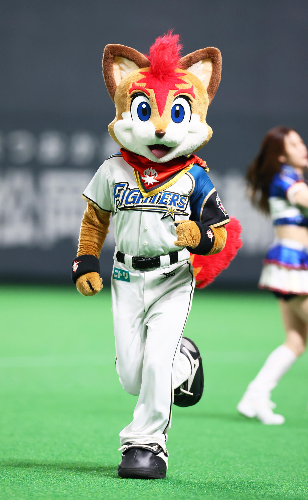 ゾロリと“キツネ・コラボ”実現　日本ハムのマスコット、キタキツネの「フレップ」（2021年3月7日撮影）