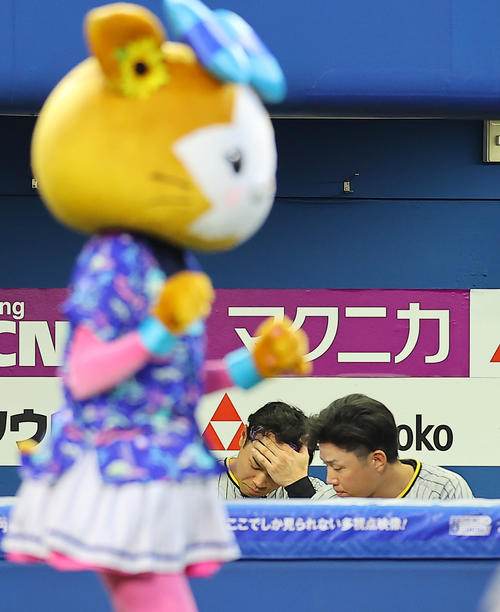 DeNA対阪神　6回表阪神2死一塁、空振り三振に倒れた佐藤輝（左）はベンチで頭を抱える（撮影・垰建太）