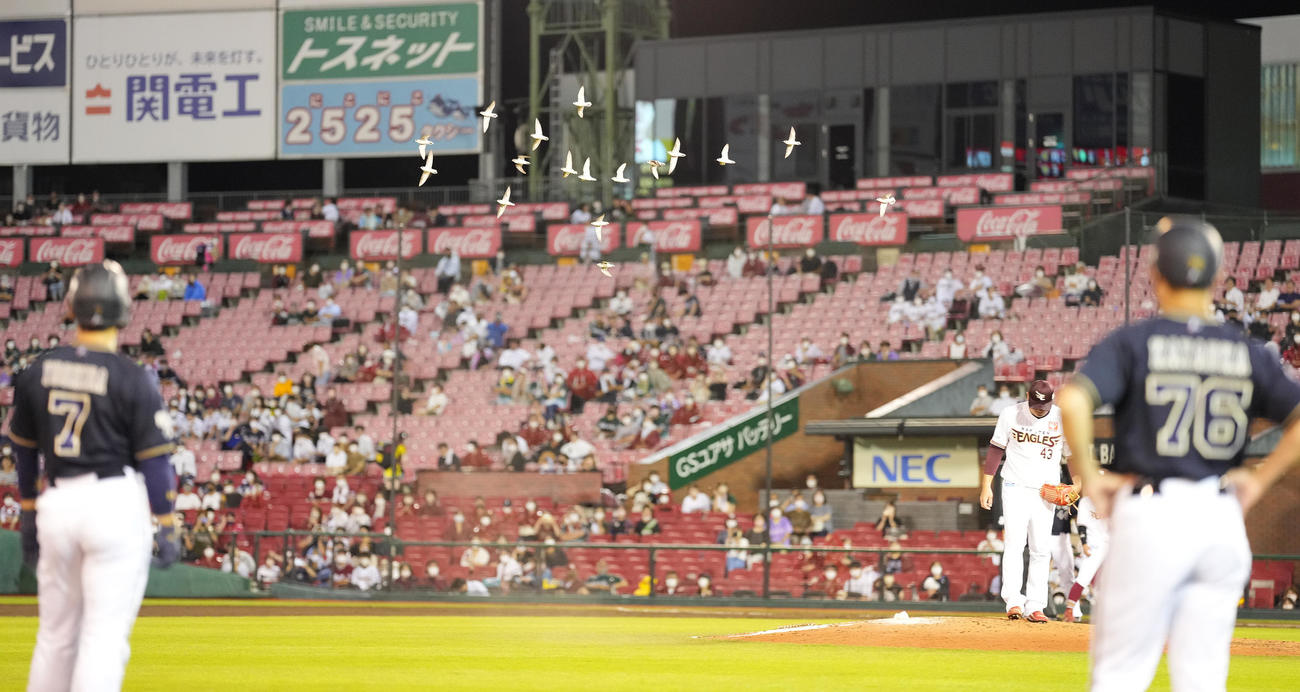 楽天対オリックス　9回表、自由に飛び回る鳥たち（撮影・鈴木みどり）