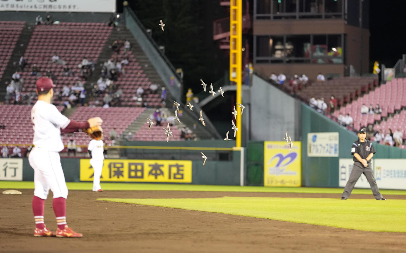 楽天対オリックス　9回表、自由に飛び回る鳥たち（撮影・鈴木みどり）
