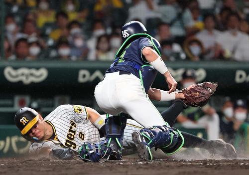 阪神対ヤクルト　4回裏阪神1死一、三塁、佐藤輝は坂本のスクイズで生還する（撮影・上田博志）