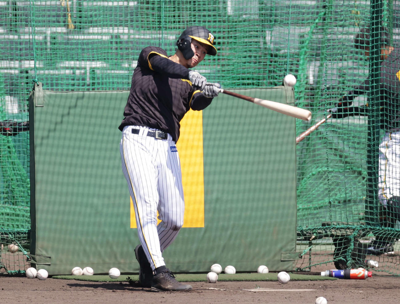 フリー打撃を行う阪神佐藤輝（撮影・前田充）