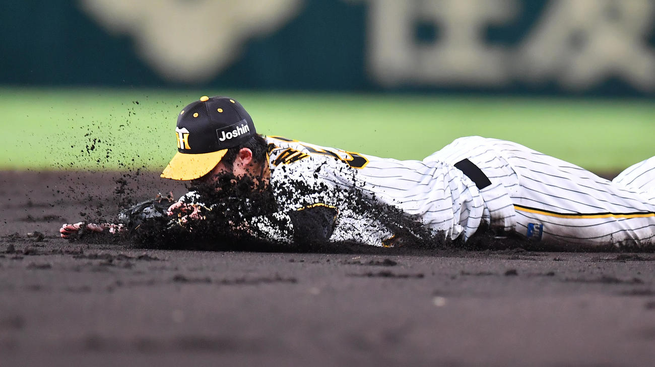 阪神対ヤクルト　4回表ヤクルト2死一塁、中村の打球を遊撃手中野ダイビングキャッチし一塁アウトにする（撮影・清水貴仁）
