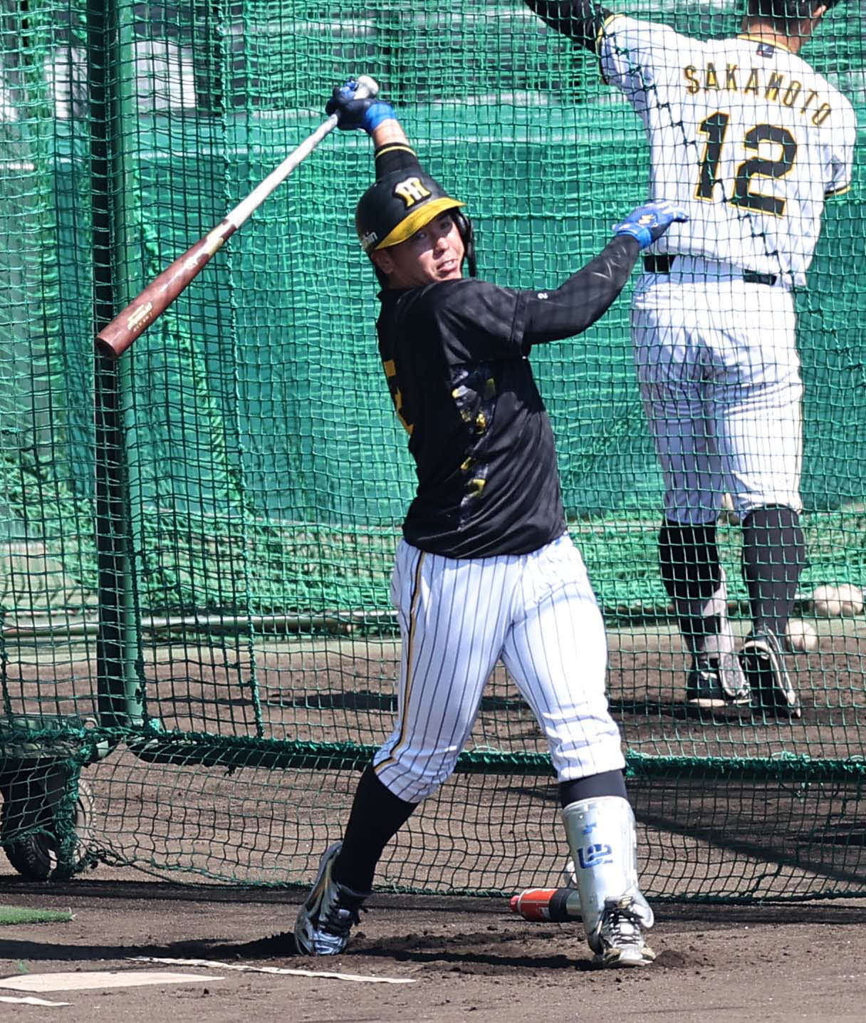 フリー打撃練習で汗を流す梅野（撮影・上田博志）