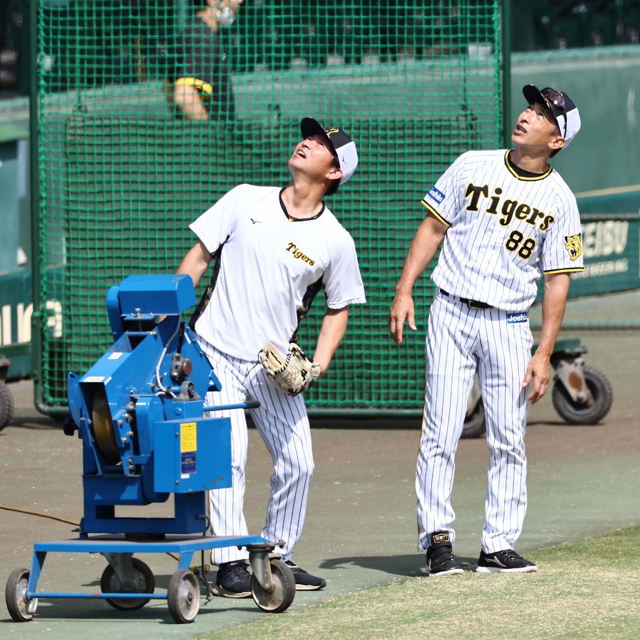 矢野監督（右）と筒井コーチはノックマシンから放たれたボールを見上げる（撮影・上田博志）