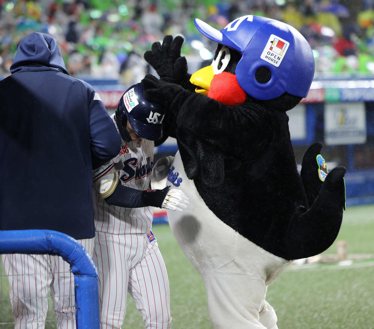 ヤクルト対阪神　4回裏ヤクルト1死、右越えソロ本塁打で生還し、つば九郎（右）から手荒い祝福を受ける長岡（撮影・河田真司）