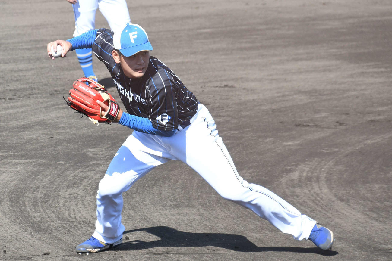 守備練習で軽快なボールさばきを見せる日本ハム野村内野手（撮影・石井翔太）
