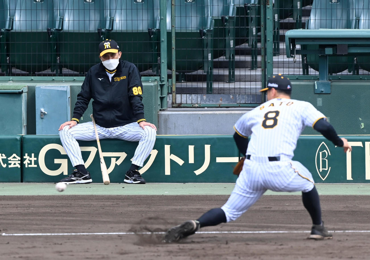 秋季練習初日、佐藤輝の三塁ノックを見守る岡田監督（撮影・前岡正明）