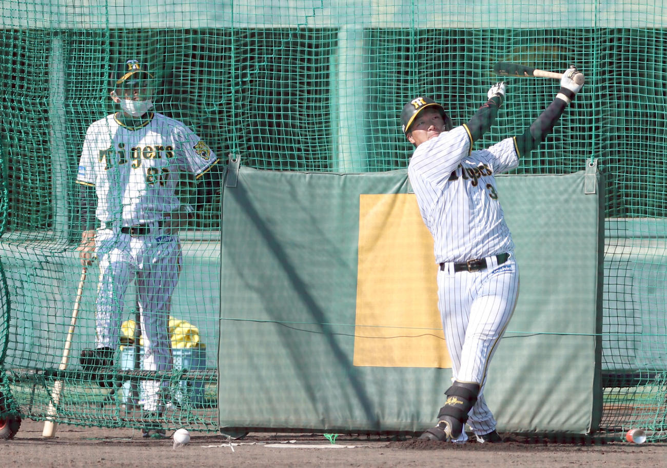 阪神岡田監督（左）が見守る中、ランチ特打を行う大山（撮影・前田充）