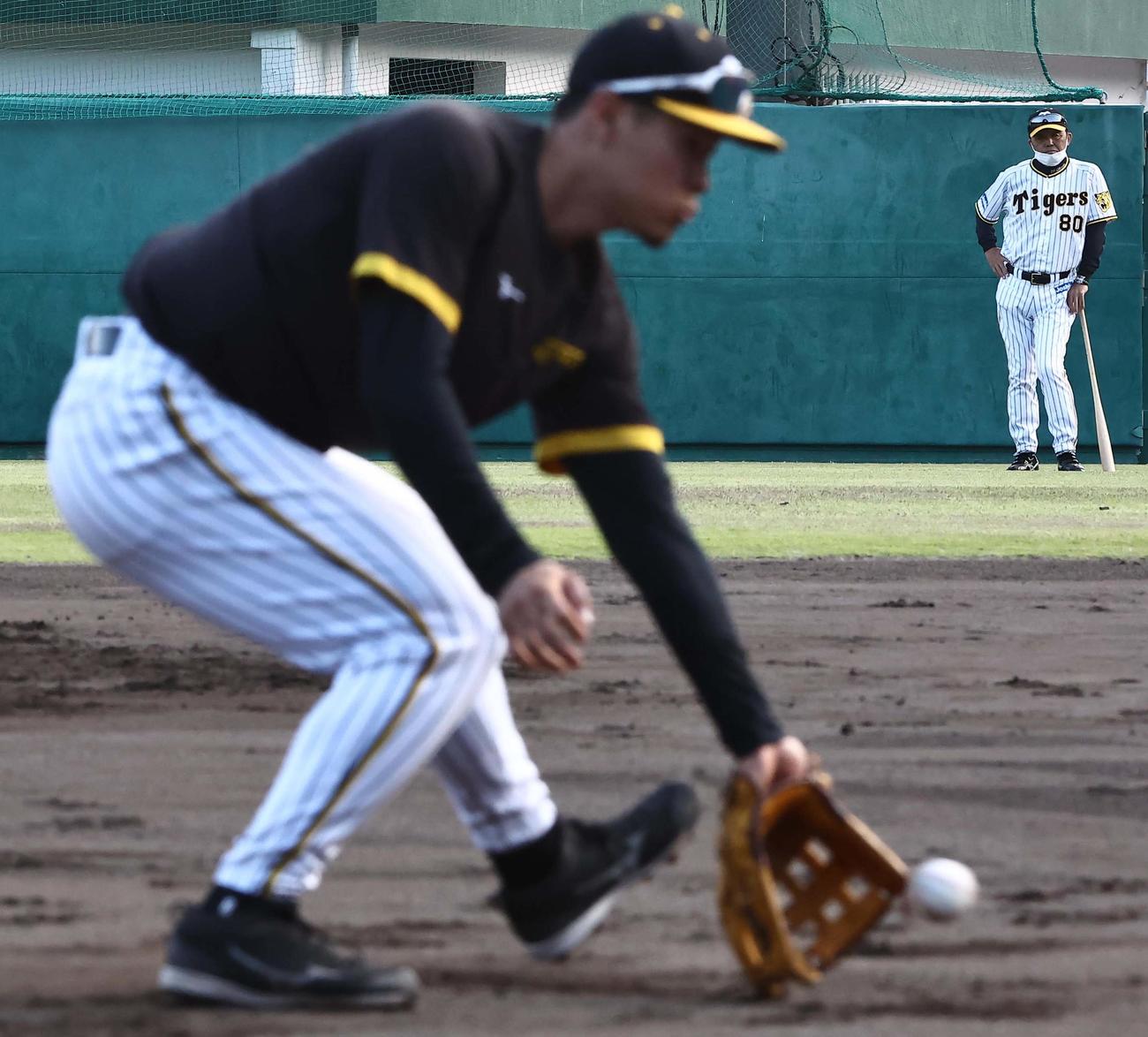 岡田監督（右）は外野から佐藤輝の守備の動きをチェックする（撮影・上田博志）