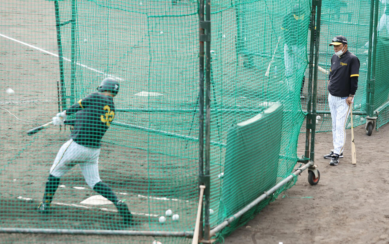 フリー打撃を行う阪神井上（左）を見つめる岡田監督（撮影・前田充）