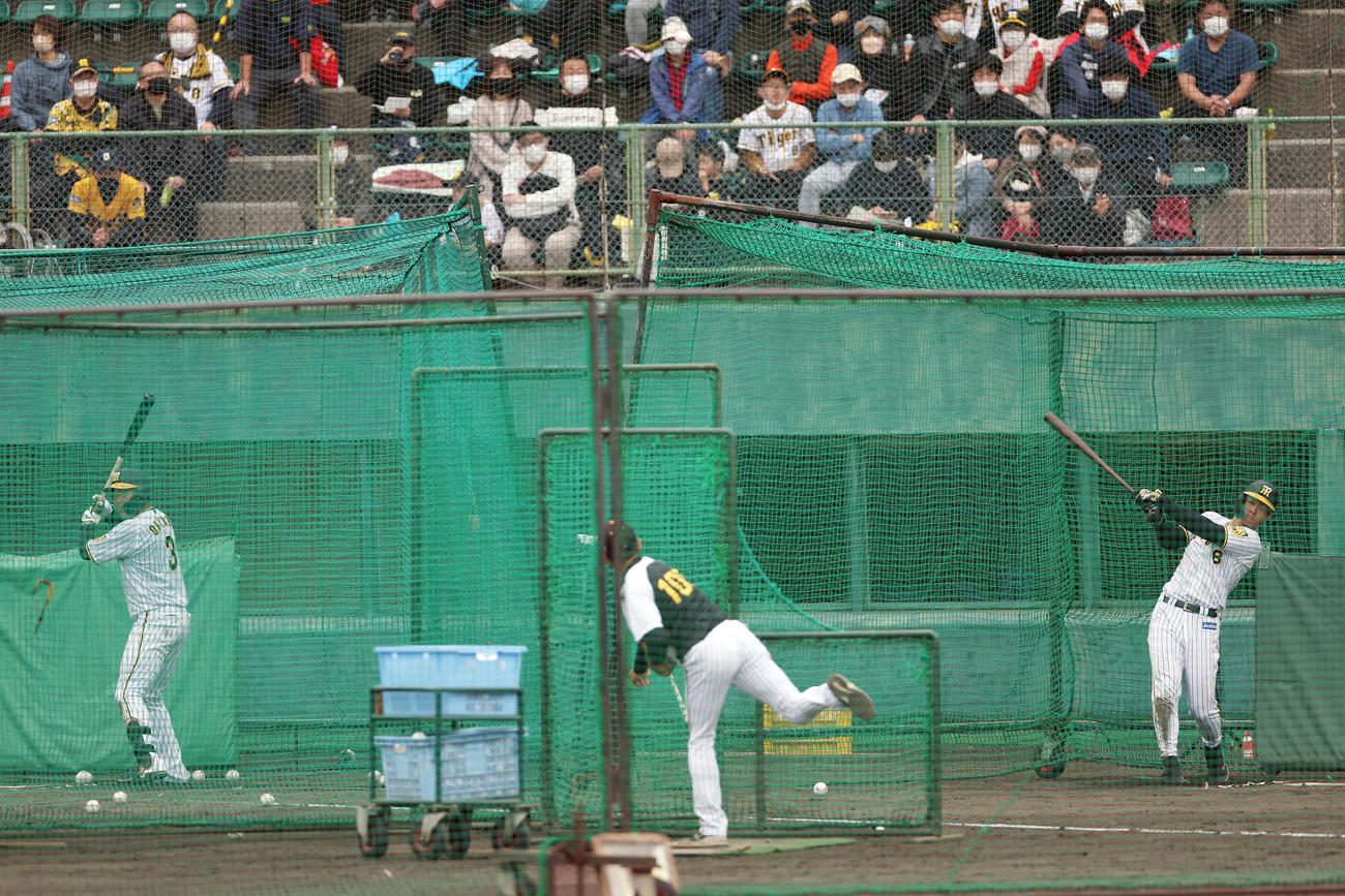 並んでランチ特打を行う阪神大山（左）と佐藤輝（撮影・前田充）
