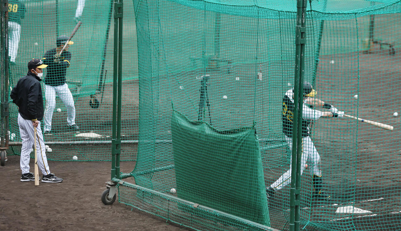 フリー打撃を行う阪神井上（右）を見つめる岡田監督（撮影・前田充）