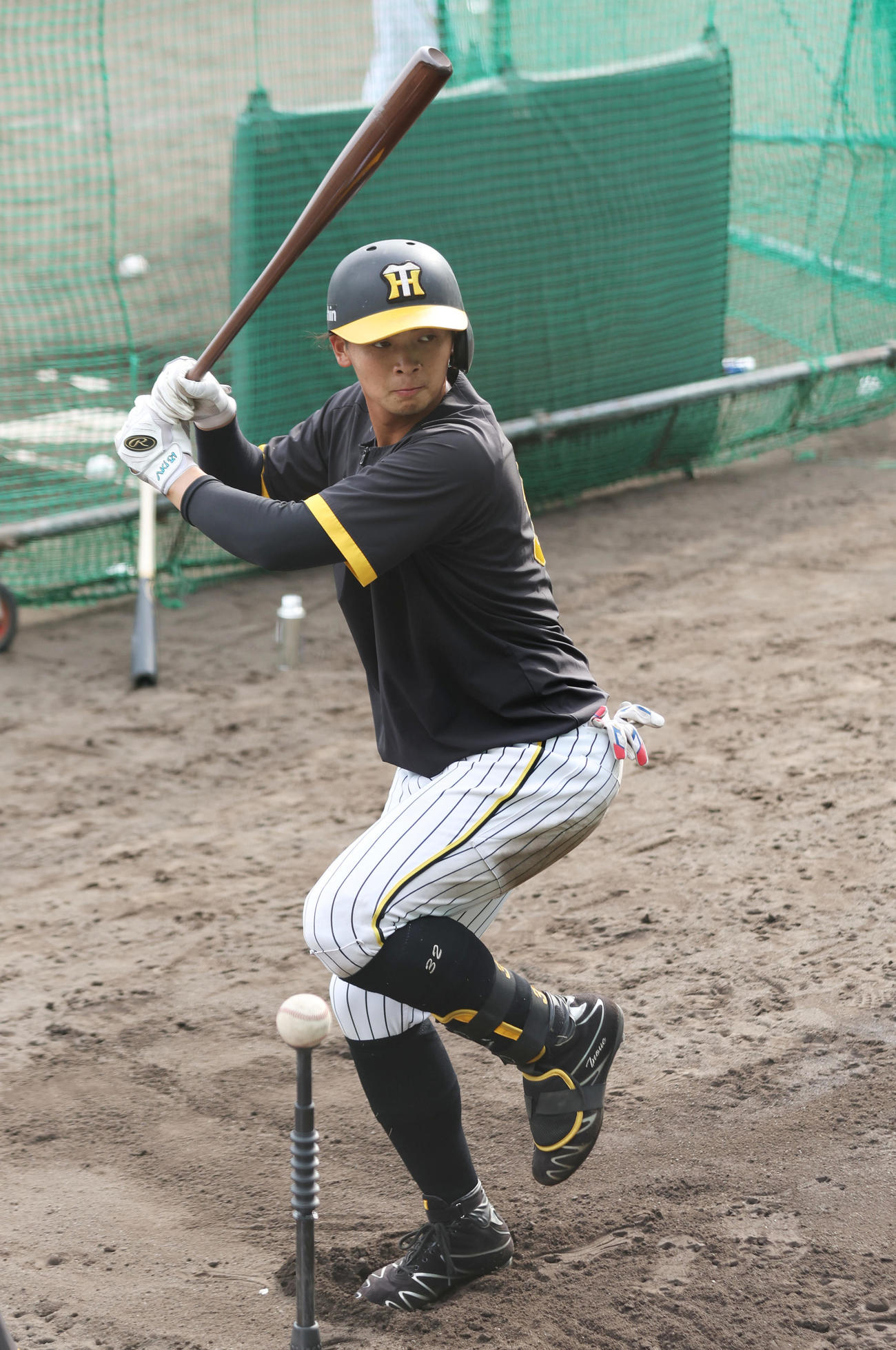 打撃練習する阪神井上（撮影・前田充）